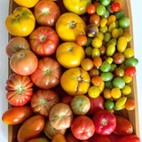 tipos de tomates colombianos